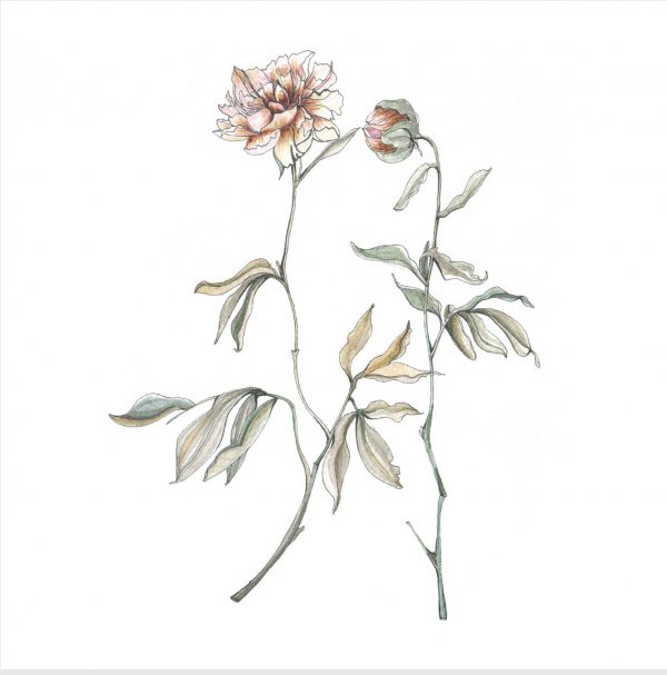 flower_collection_1_2