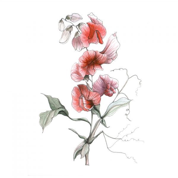 flower_collection_2_2