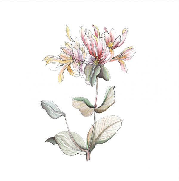 flower_collection_3_2