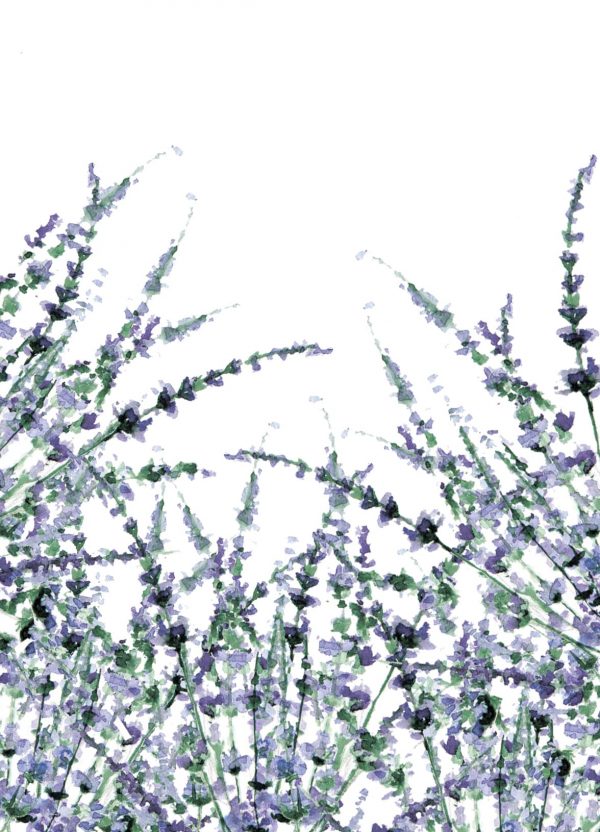 lavanda_small_2
