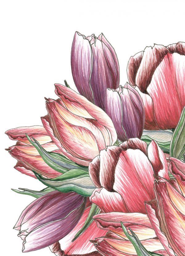 tulips_framing_2