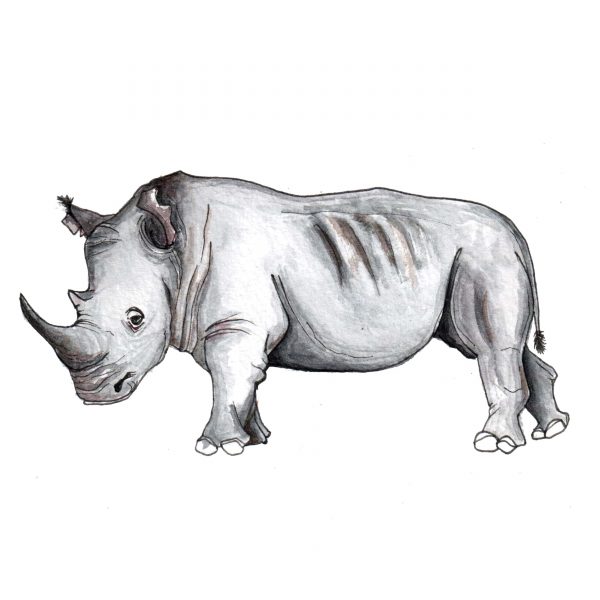 Носорог_2